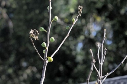The last of the figs in the backyard of Michele Vaccaro's Sewickley home.