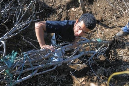 Joaquin Buzo Torres bends a fig tree into a trench in preparation to bury it in compost for the winter in the backyard of Michele Vaccaro's Sewickley home.