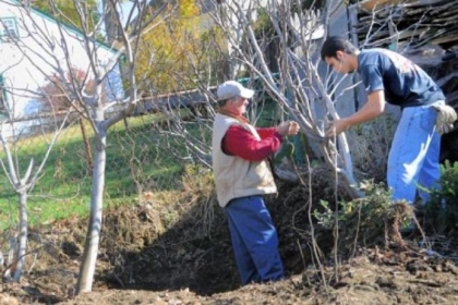 Michele Vaccaro and Joaquin Buzo Torres begin the process of wrapping a fig tree in preparation to cover it for the winter in the backyard of Vaccaro's Sewickley home.